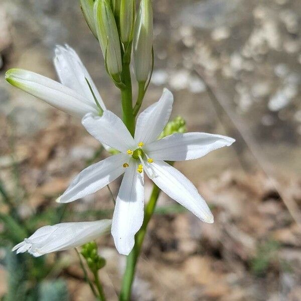 Anthericum liliago Квітка