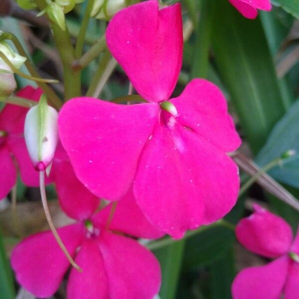 Impatiens walleriana Floro