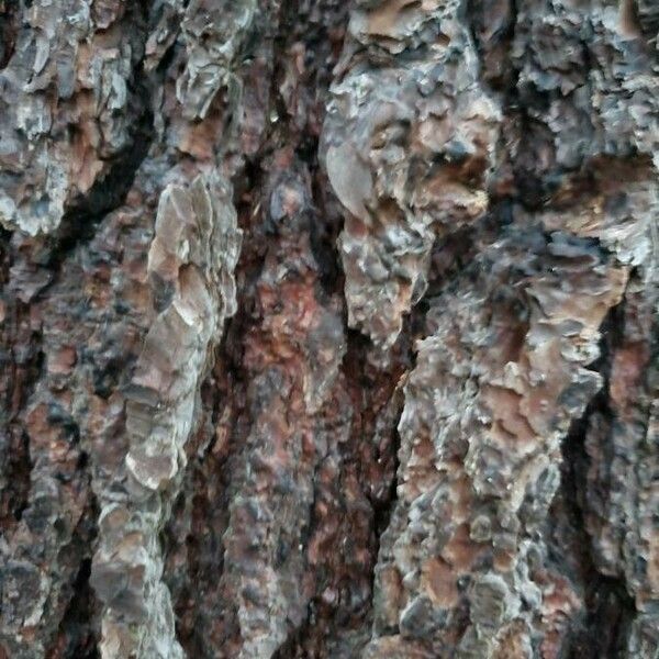 Pinus strobus Bark