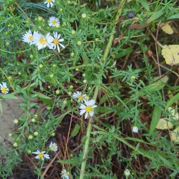 Symphyotrichum ericoides Flower