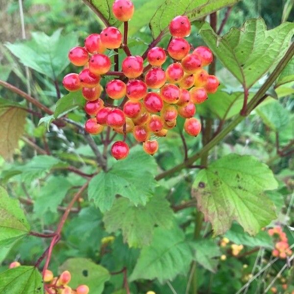 Viburnum opulus Frugt