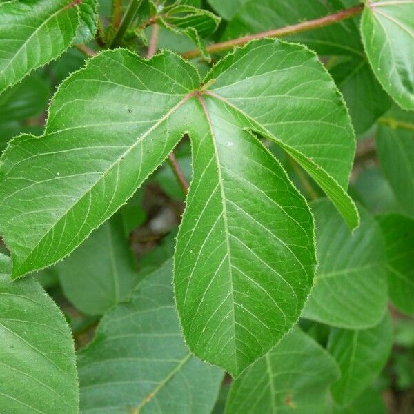 Jatropha gossypiifolia Blatt