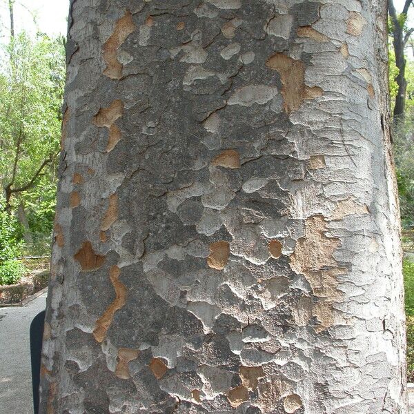 Agathis robusta Bark