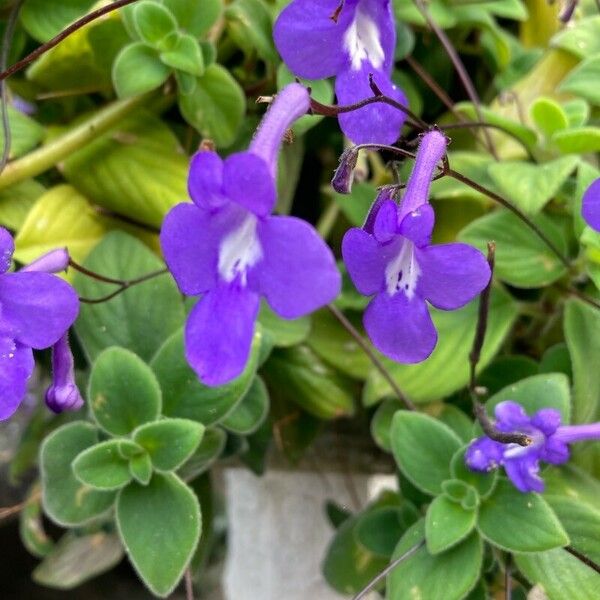 Streptocarpus saxorum Kvet