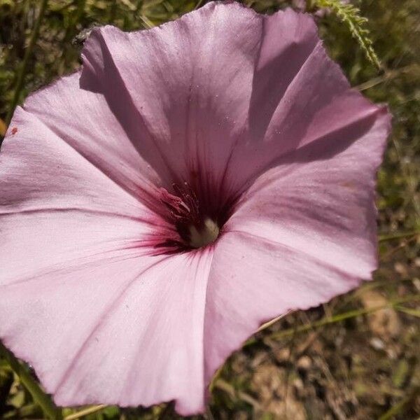 Convolvulus althaeoides Blomst