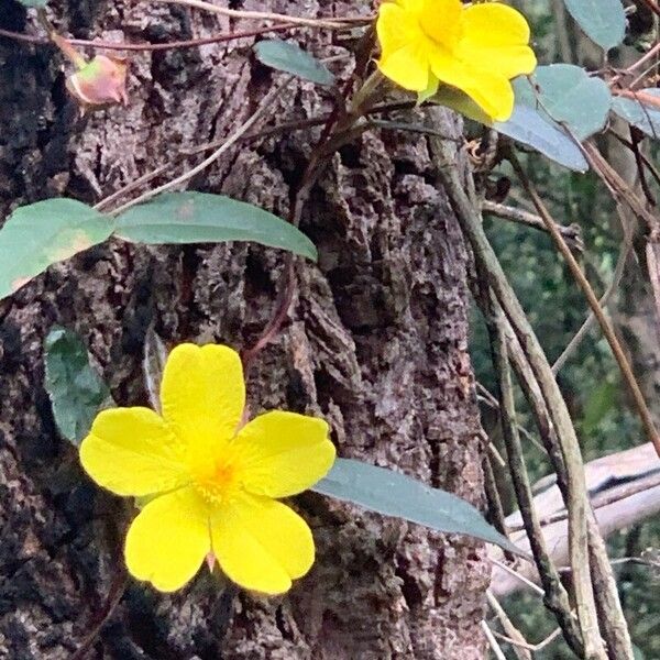 Hibbertia dentata 花