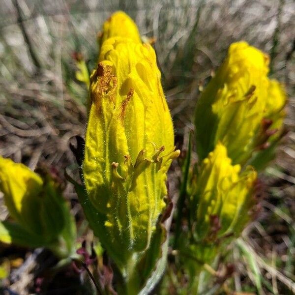 Castilleja levisecta Flower