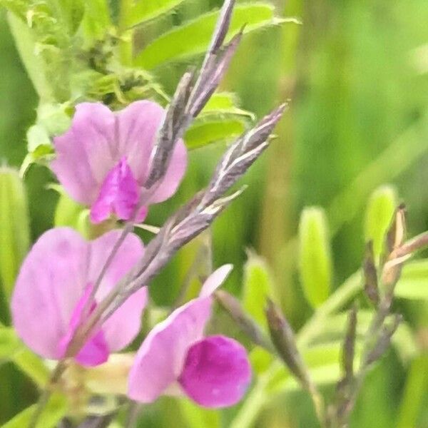 Vicia sativa Flor