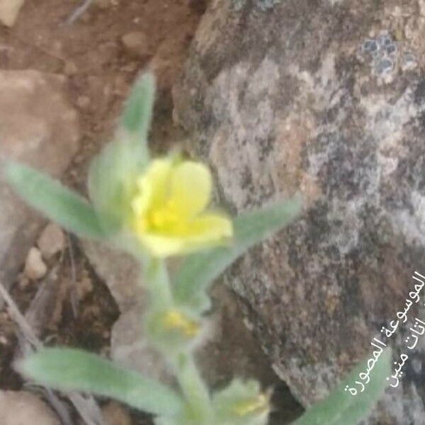 Helianthemum ledifolium फूल