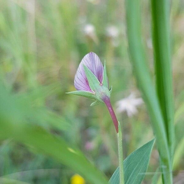 Lathyrus cicera Žiedas