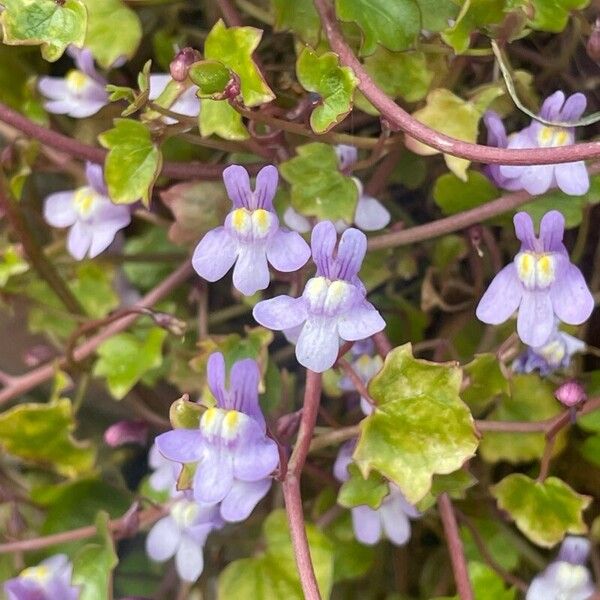 Cymbalaria muralis Кветка