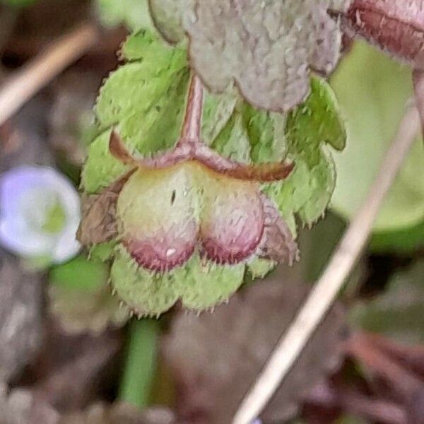 Veronica agrestis Frutto