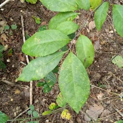 Lindera benzoin Blad