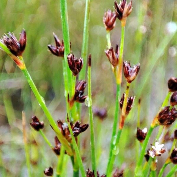 Juncus alpinoarticulatus Kukka