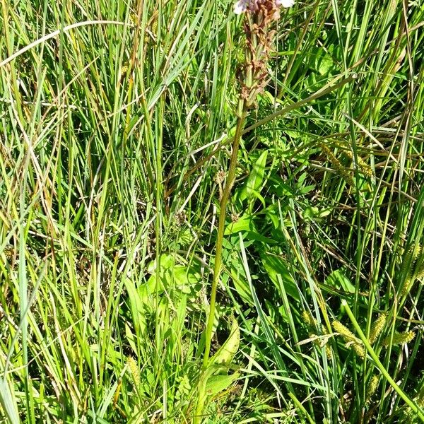 Dactylorhiza maculata Alkat (teljes növény)