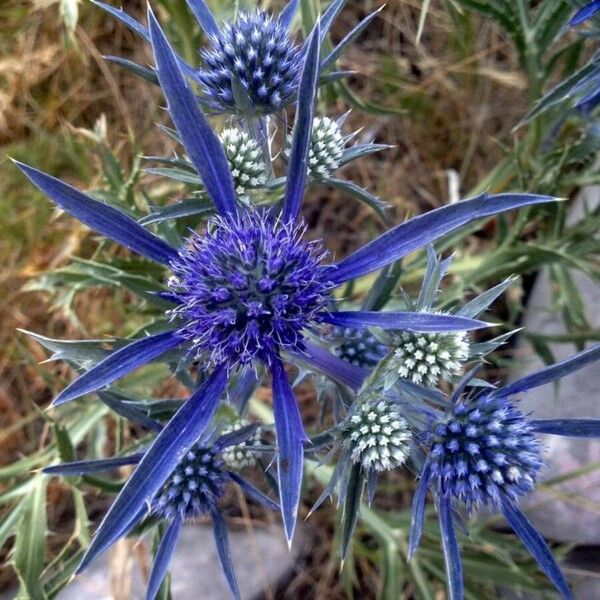 Eryngium bourgatii Blüte