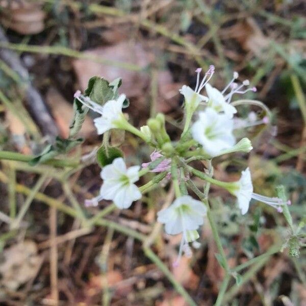 Commicarpus helenae Blomma