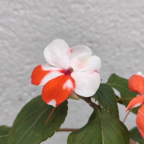 Impatiens walleriana ᱵᱟᱦᱟ