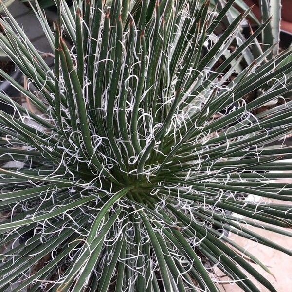 Agave filifera Deilen