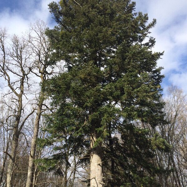 Abies numidica Habitat