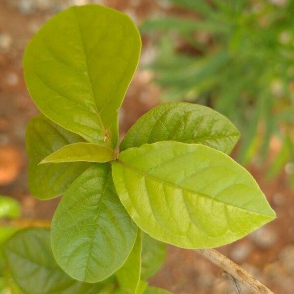 Petiveria alliacea Leaf