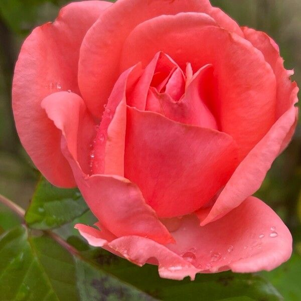 Rosa chinensis Blodyn