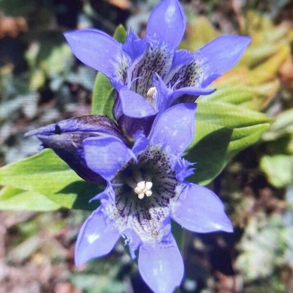 Gentiana septemfida Blüte