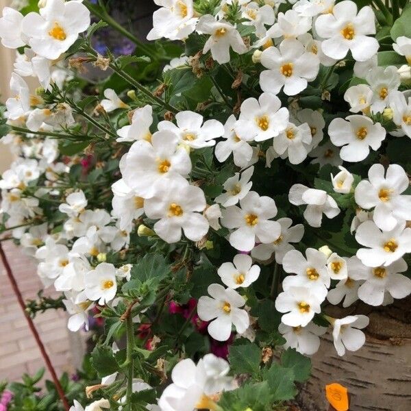 Jamesbrittenia grandiflora Blüte