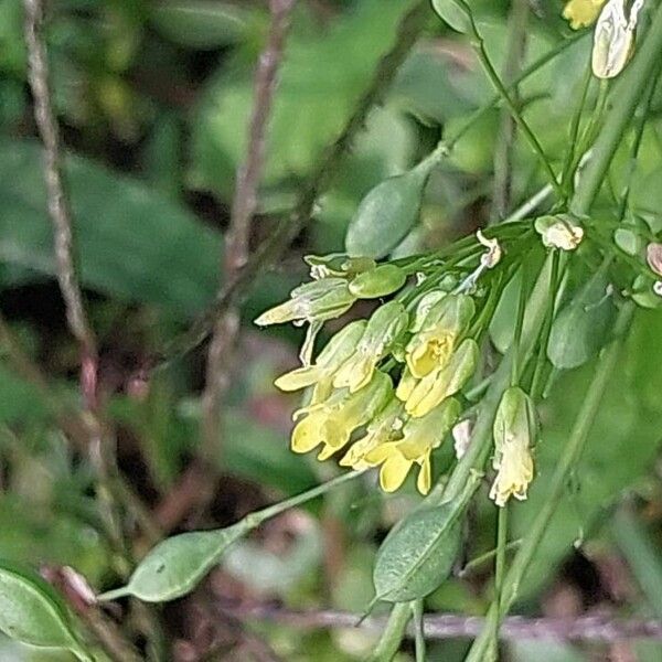 Camelina sativa Цвят