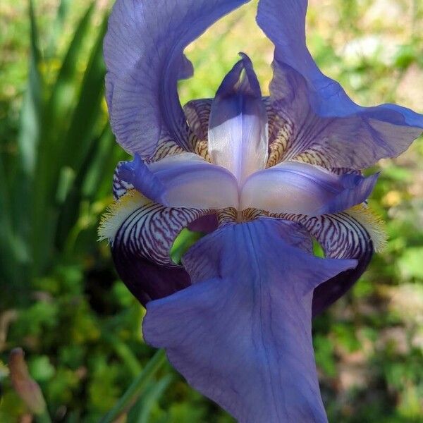 Iris × germanica Flower