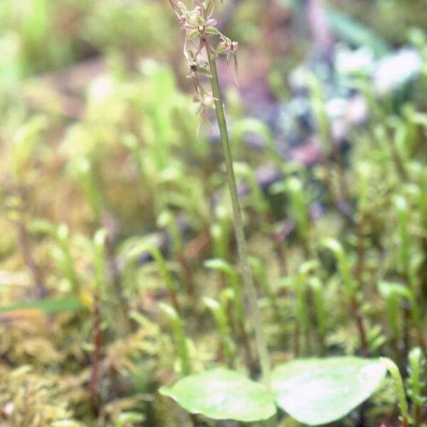 Neottia cordata Ostatní