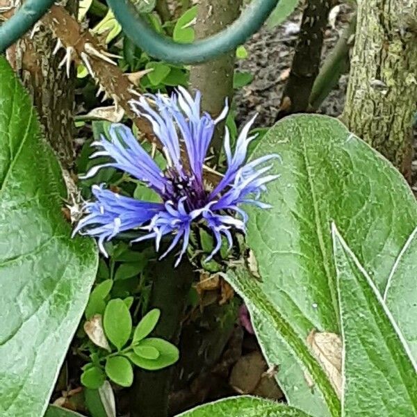 Centaurea triumfettii 花