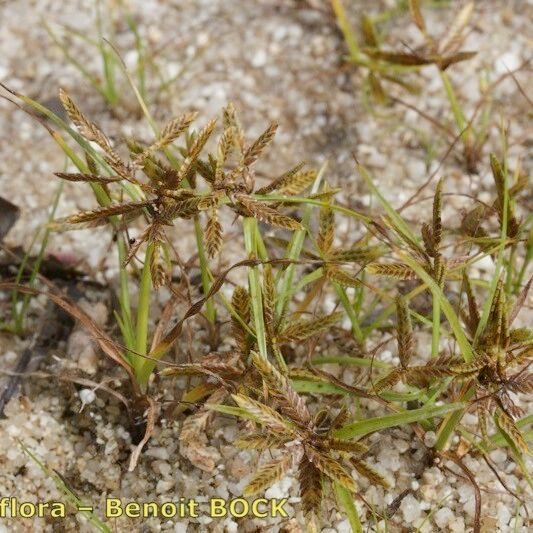 Cyperus flavescens 其他