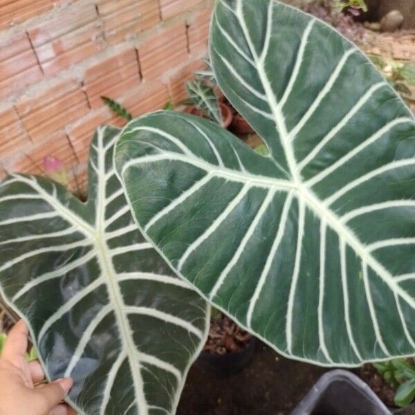 Alocasia longiloba Blad