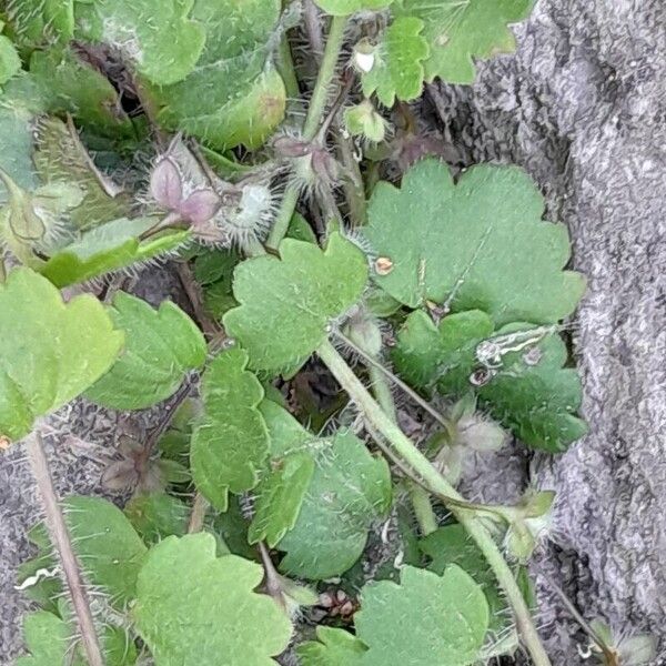 Veronica cymbalaria ഇല