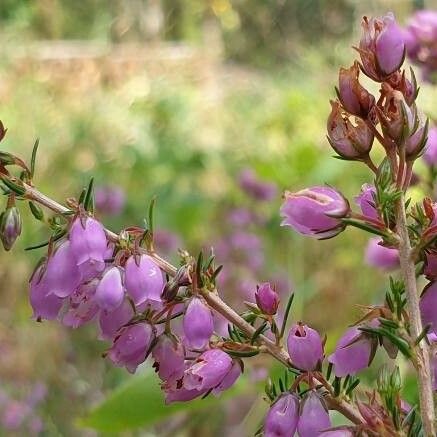 Erica cinerea Flower