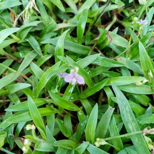 Murdannia nudiflora Virág