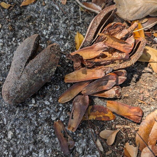 Swietenia mahagoni Fruit