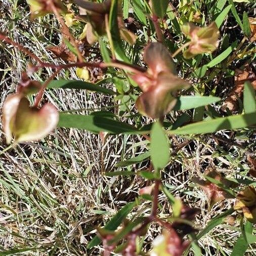 Trichodesma marsabiticum Kwiat