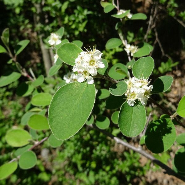 Cotoneaster nummularius 葉