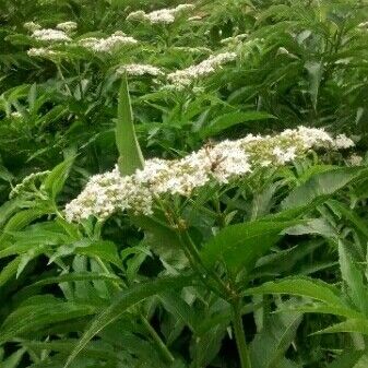 Sambucus ebulus Flower