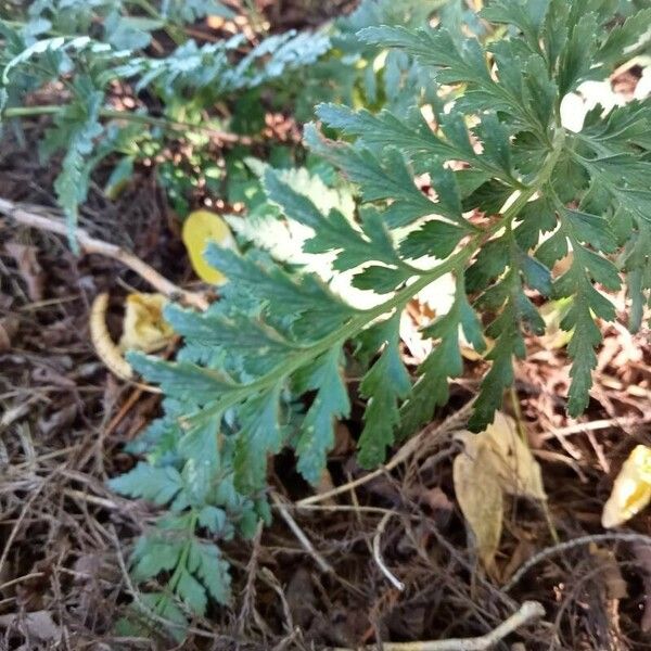 Asplenium adiantum-nigrum Liść