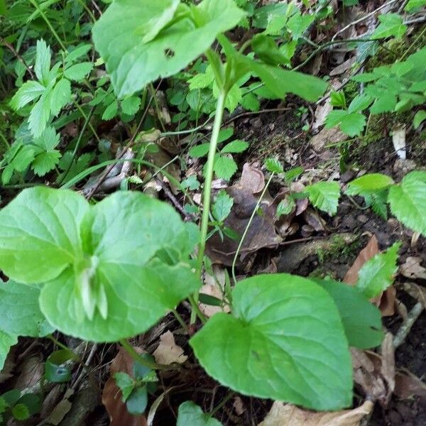 Viola mirabilis Habit