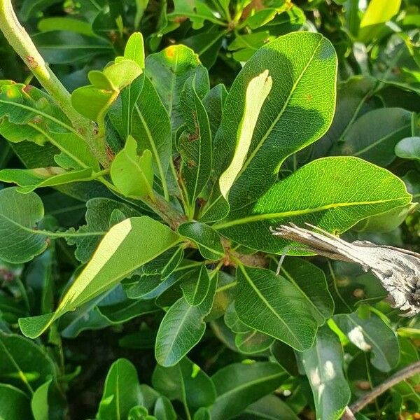 Manilkara mochisia Leaf