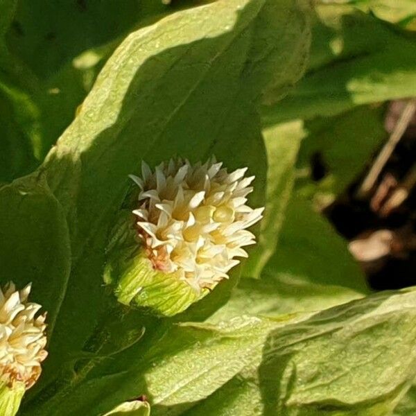 Petasites japonicus Flors