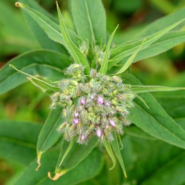 Hesperis matronalis 花