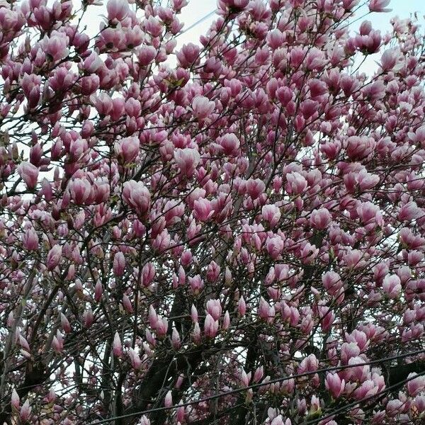 Magnolia × soulangeana Fleur