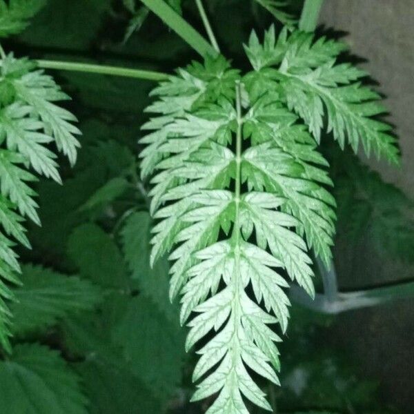 Anthriscus sylvestris Blad