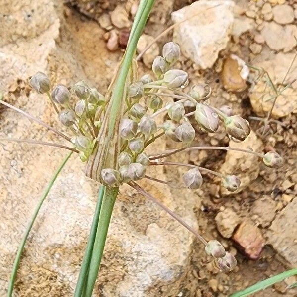 Allium stamineum Fruit