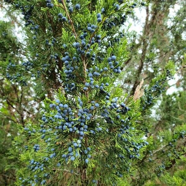 Juniperus virginiana Plod